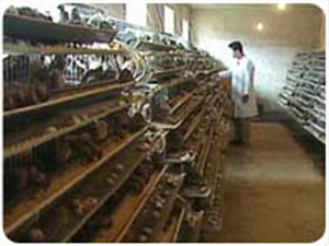 �����B(y��ng)ֳ����